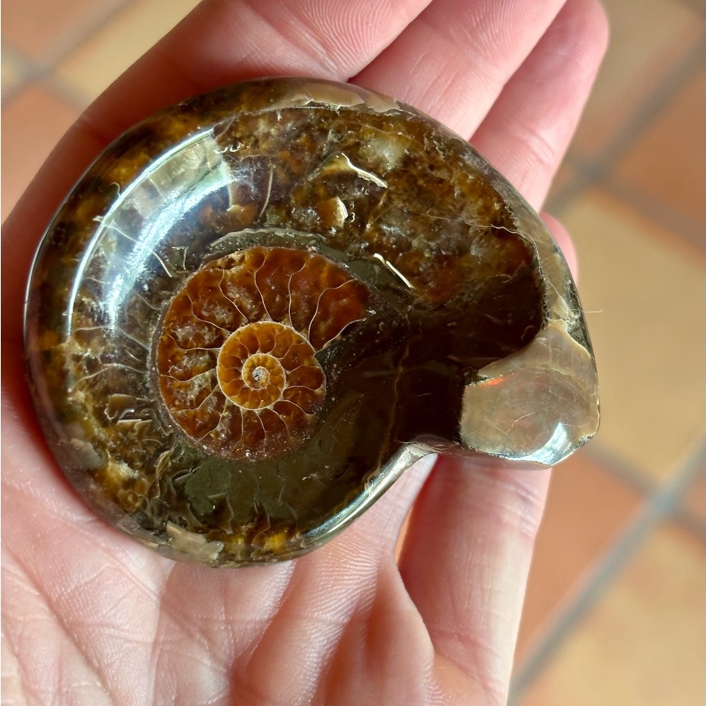 🐚 Polished Ammonite Fossil Trinket Dish 🐚